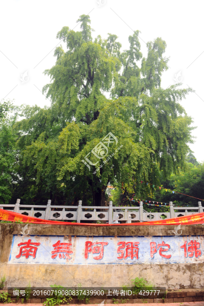 銀杏樹(shù),寺廟銀杏樹(shù)