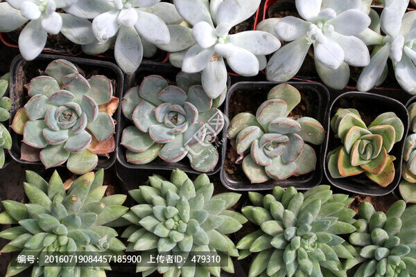 多肉植物,肉肉植物,花卉,植物