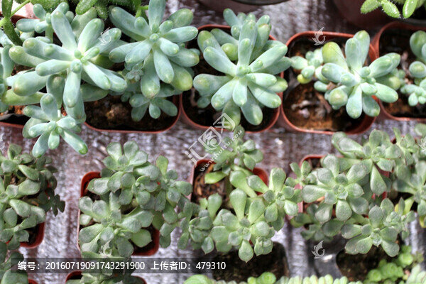 多肉植物,肉肉植物,花卉,植物