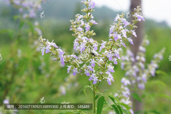 荊花,荊花蜜