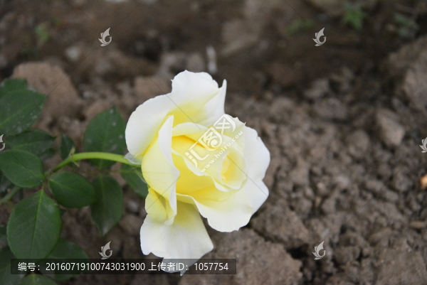 月季花