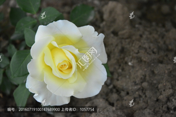 月季花