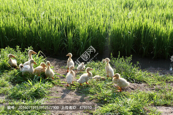 稻田鴨,鴨子,家禽,養(yǎng)殖,科學(xué)