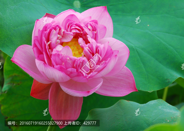 荷花特寫(xiě)