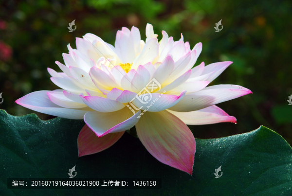 荷花植物