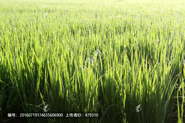 水稻,水稻田,秧苗,莊稼,農(nóng)田