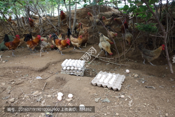 農(nóng)家土雞蛋