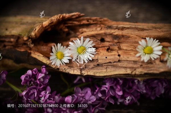 白色花朵
