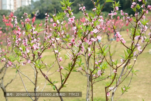 桃花