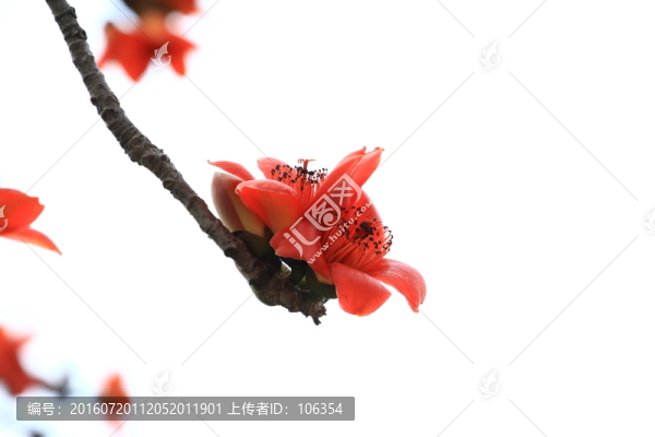 紅棉花