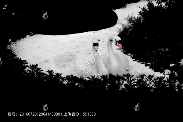 白鵝