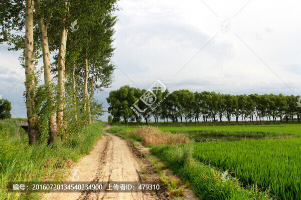 田間路,防風(fēng)林,路,小路,馬路