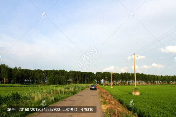 田間路,公路,道路,防風(fēng)林,路