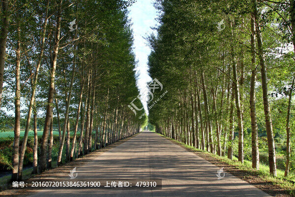 田間路,公路,道路,防風(fēng)林,路