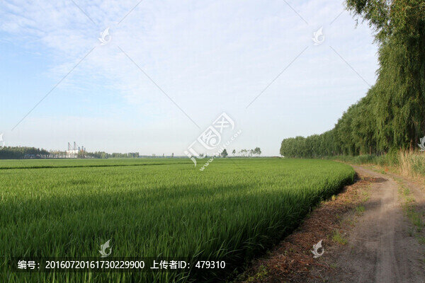田間路,防風(fēng)林,路,小路,馬路