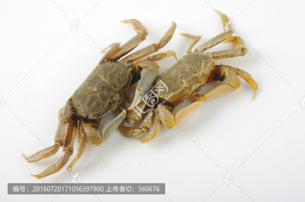 沙蟹