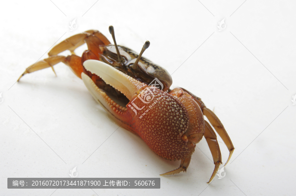 獨(dú)臂蟹