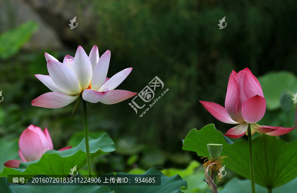 荷花