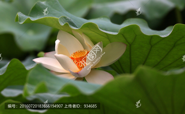 荷花