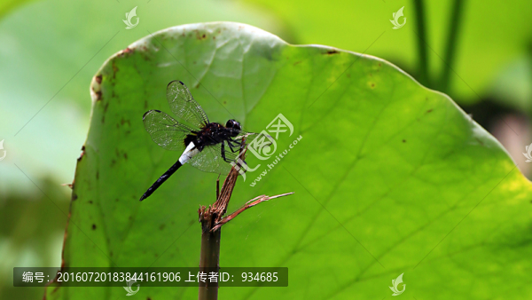 荷花