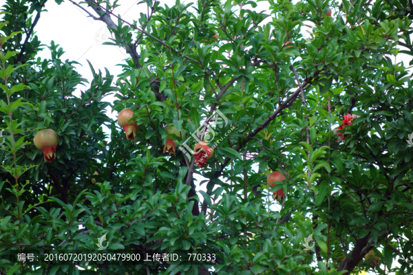 石榴樹,石榴