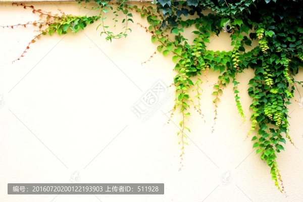 爬山虎