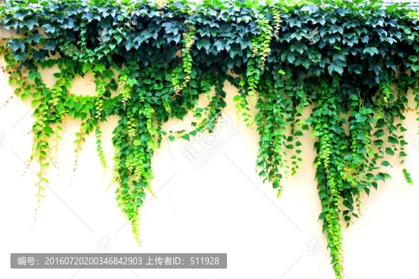 爬山虎