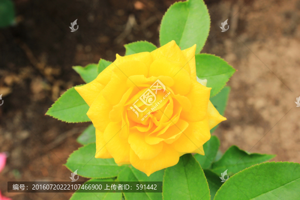 黃色月季花