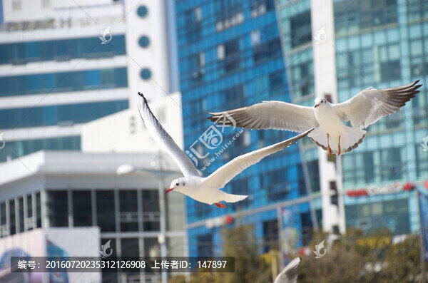 海鷗與都市