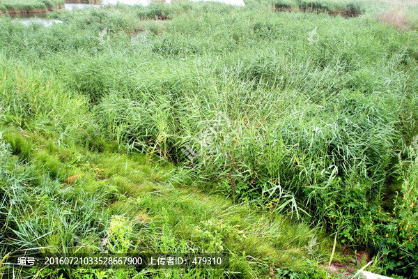 水庫,濕地,蘆葦,水,風(fēng)光