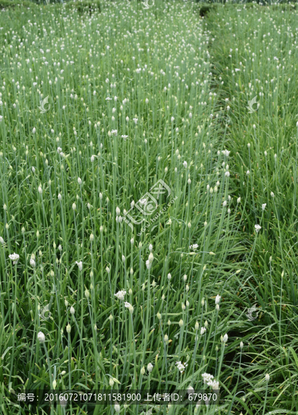 韭菜薹