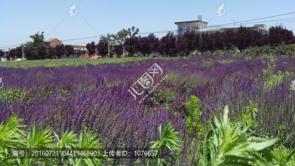 秦嶺山下的薰衣草莊園