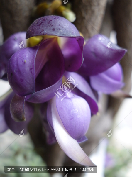 禾雀花