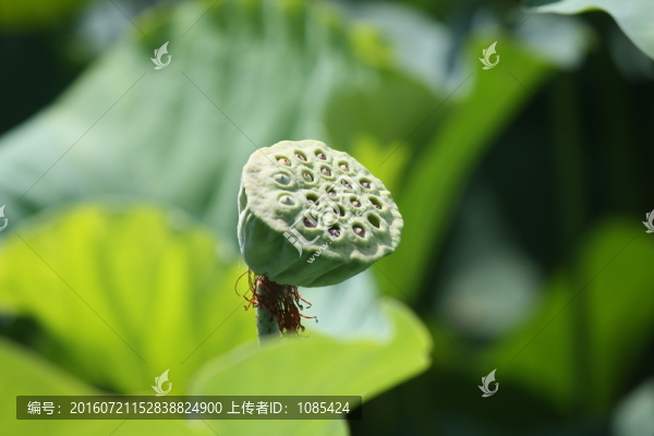 蓮蓬