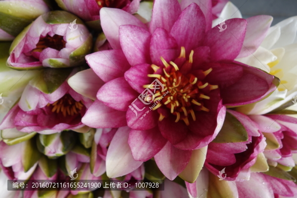 蓮花