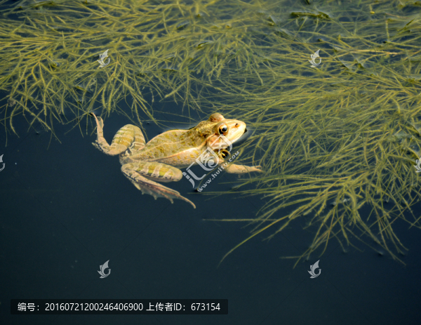 青蛙