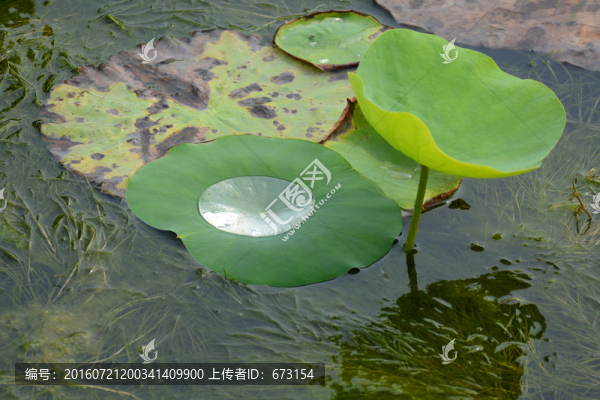 荷葉