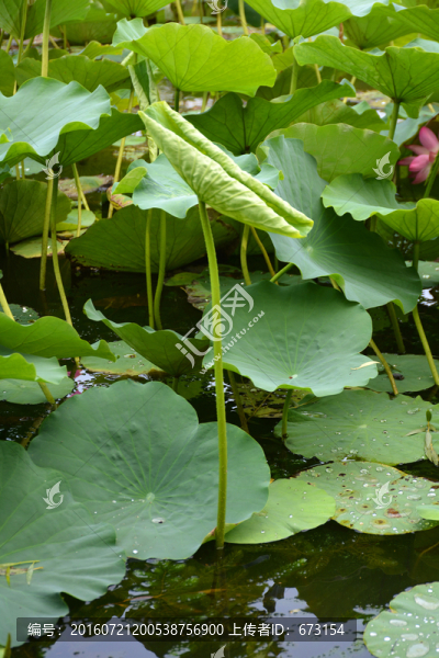 荷葉