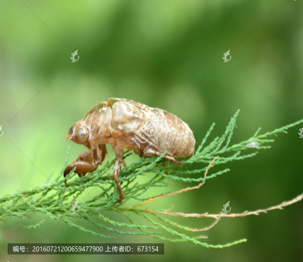 蟬蛻