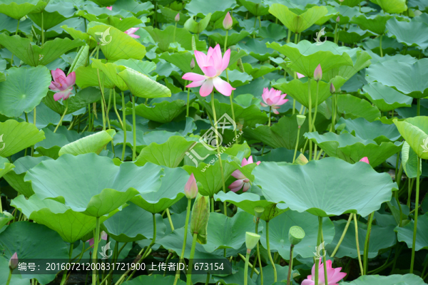 荷花