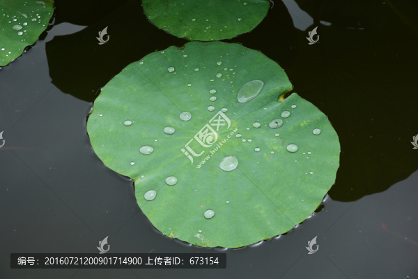 雨荷