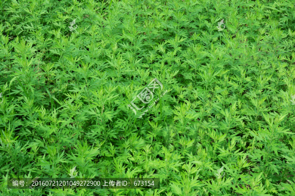 綠植墻