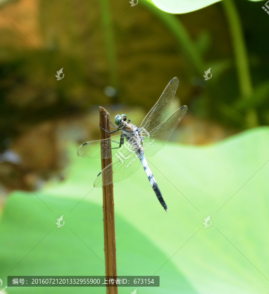 蜻蜓