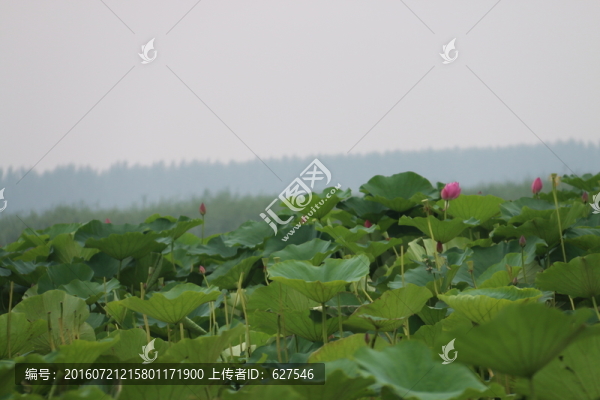 荷花景色