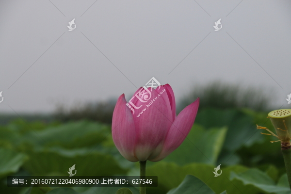 孤獨(dú)的荷花