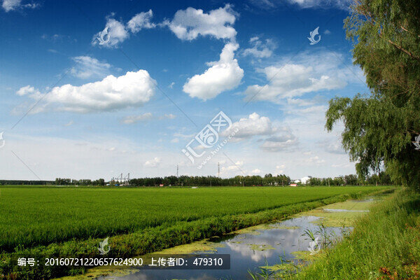 水渠,農(nóng)田,稻田,莊稼,水利