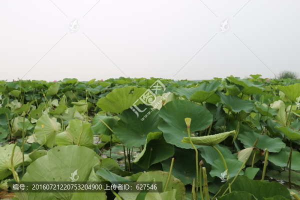 茂密的荷葉