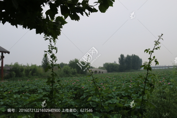 荷花池