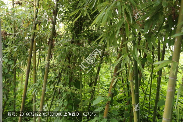 竹園