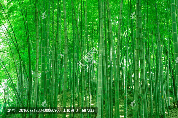 竹林,竹子